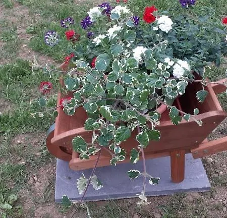 Apartament Bassano Up